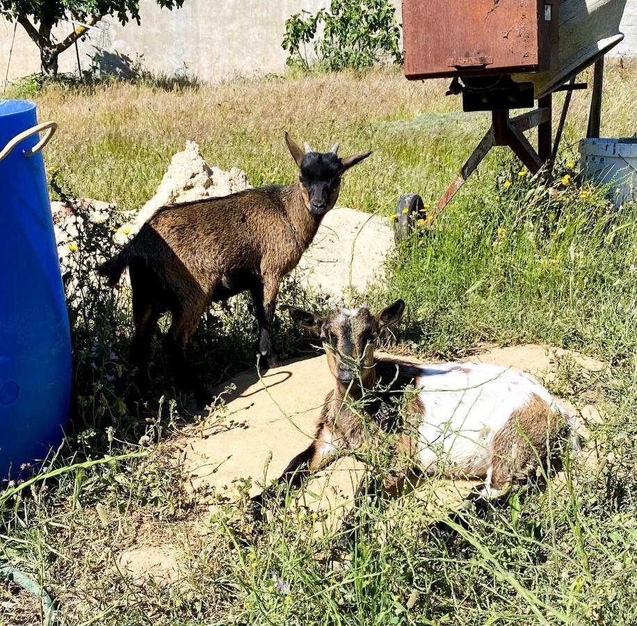 Sao Cristovao Farmhouse Σετούμπαλ Εξωτερικό φωτογραφία