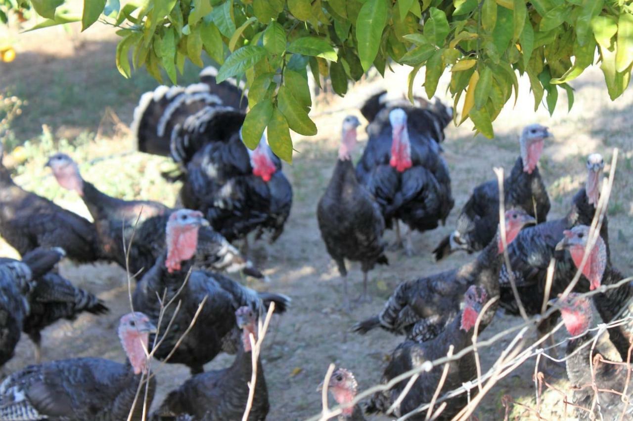 Sao Cristovao Farmhouse Σετούμπαλ Εξωτερικό φωτογραφία
